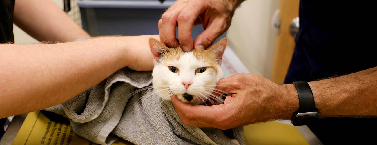 Veterinary Assistant Continuing Education Program OCC