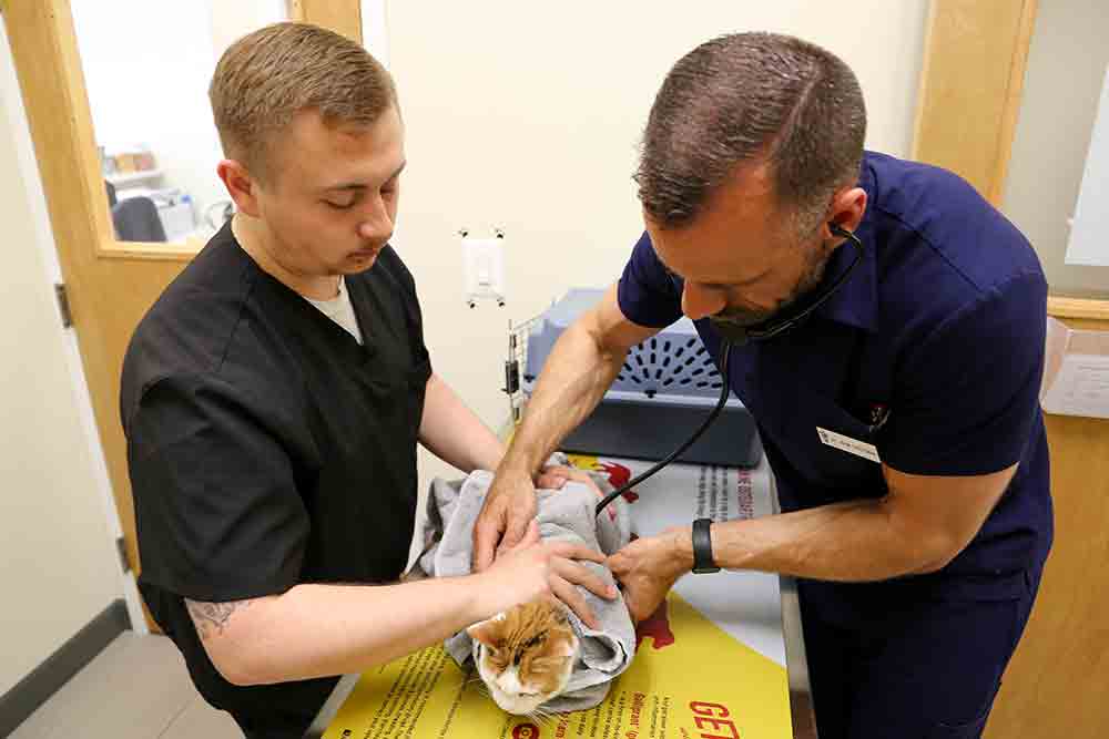 Veterinary Assistant and Vet working with cat
