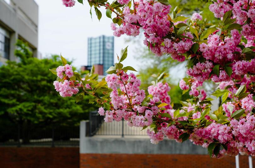Pink flowering tree with campus in the background