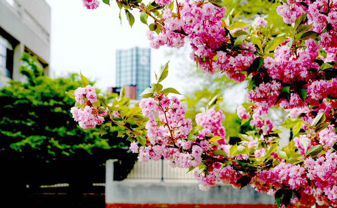 Campus_scenes_random-spring tree with pink flowers and clock tower in the background
