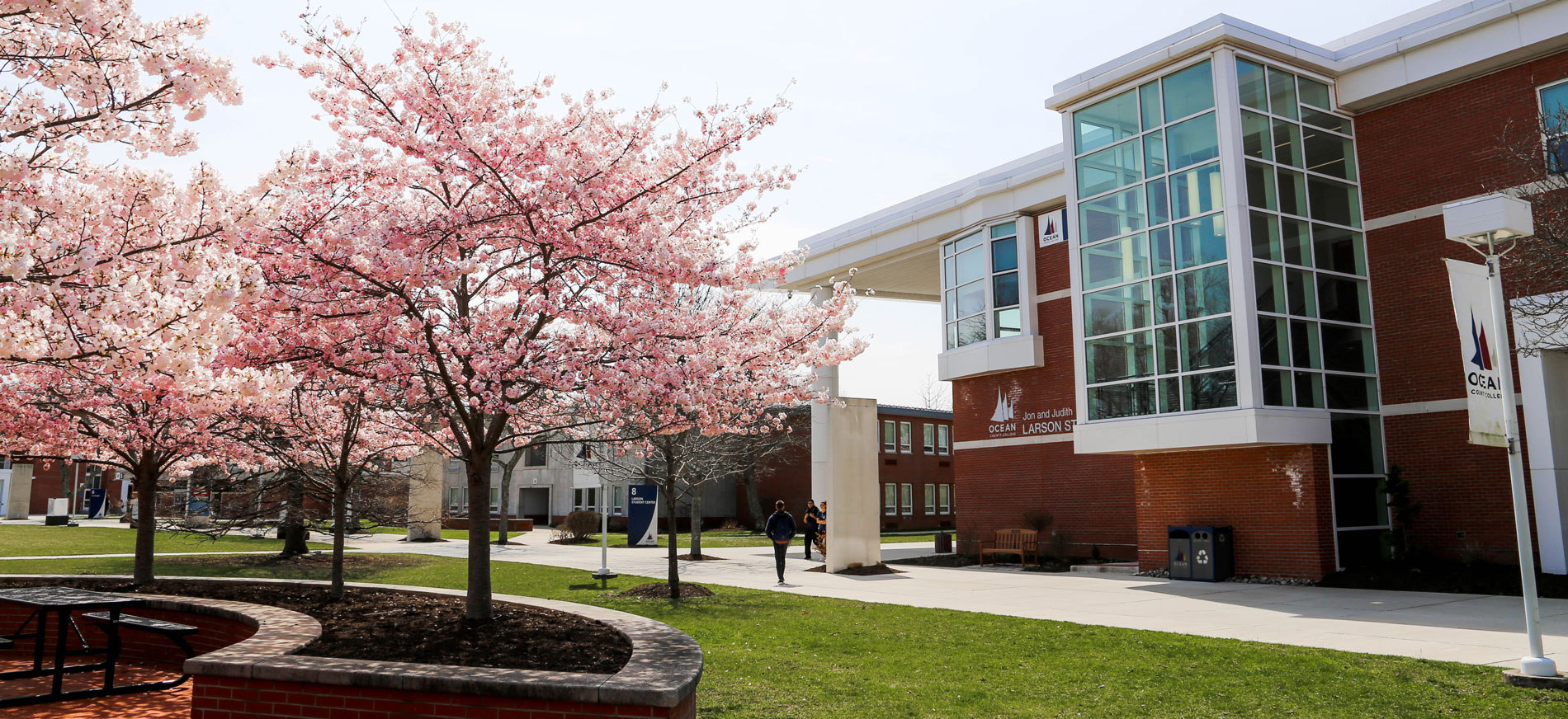 pink trees in bloom in front of the student center