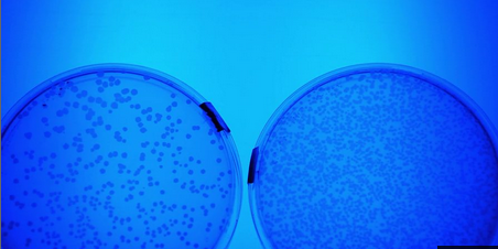 two blue petri dishes with organisms in them