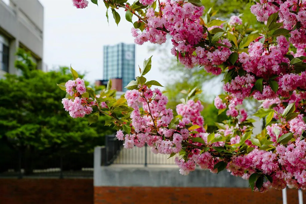 Branch of pink blossoms in bloom against a blurred urban background with buildings and a brick wall nearby