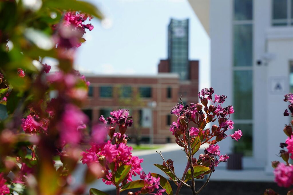Close-up of pink blossoms in the foreground with a blurred modern building in the background, on a sunny day.