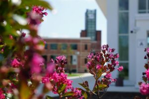 Close-up of pink blossoms in the foreground with a blurred modern building in the background, on a sunny day.