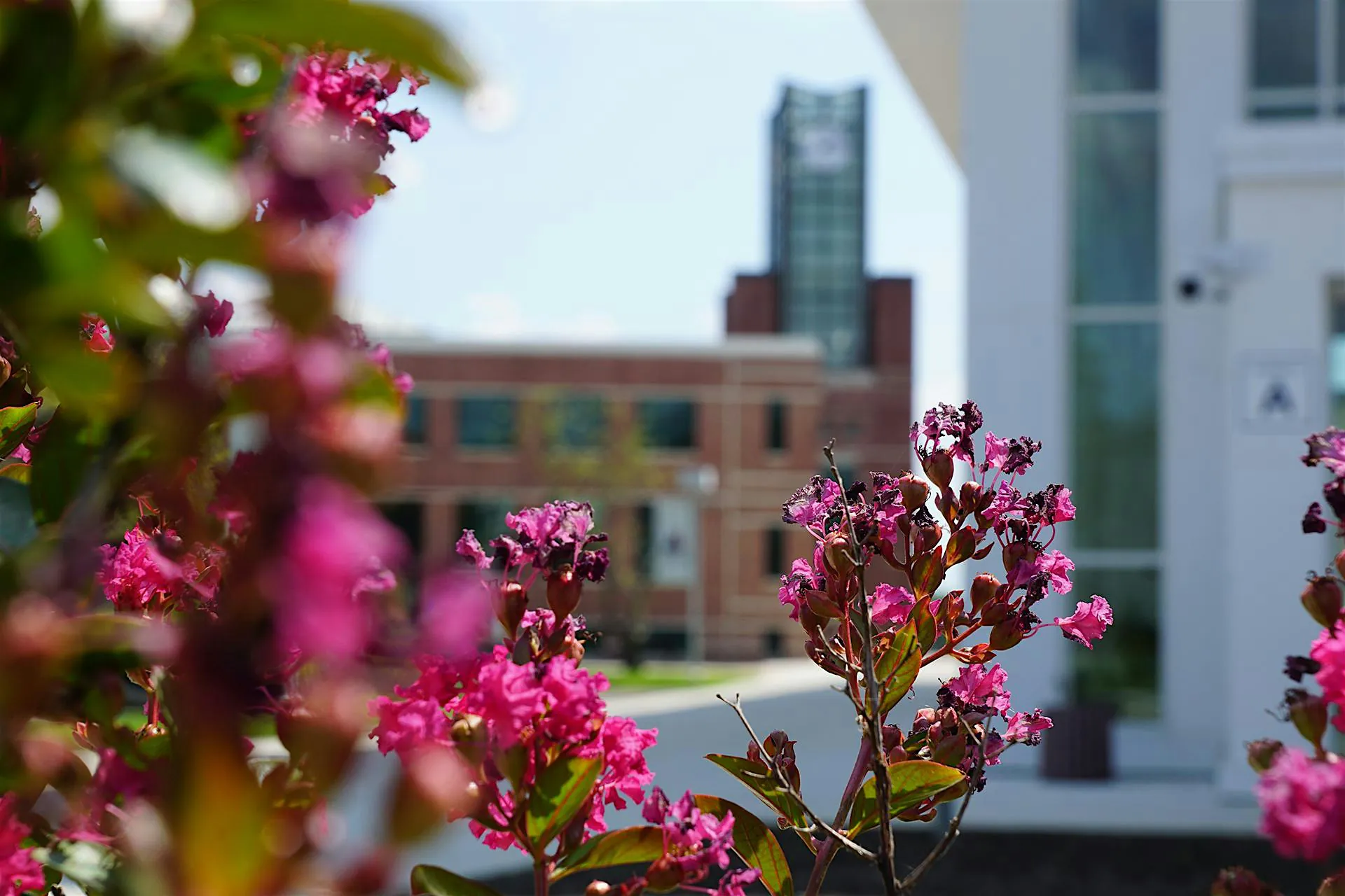 Pink flowering branches in the foreground with a blurred modern building in the background on a sunny day.